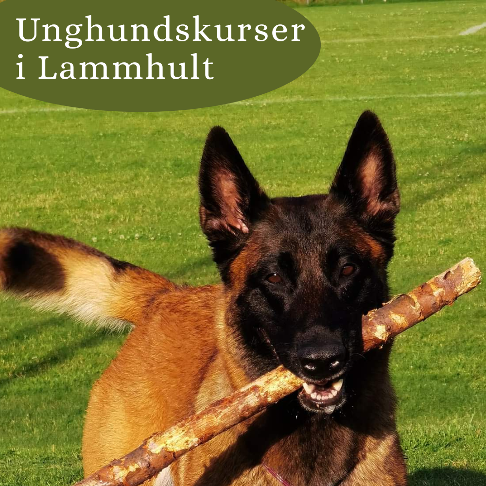 Unghundskurs i Lammhult