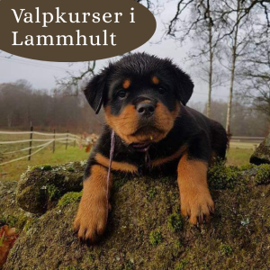Valpkurser i Lammhult