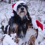 Lucia-nosen inofficiell noseworktävling