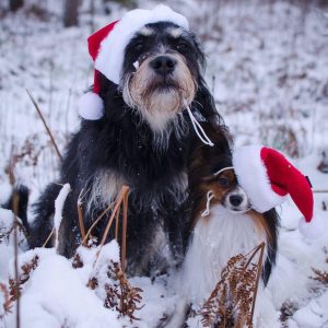 Lucia-nosen inofficiell noseworktävling