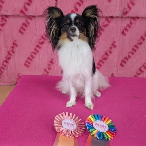 Utställningskurs för hund