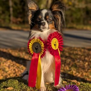 Ringträning avancerad