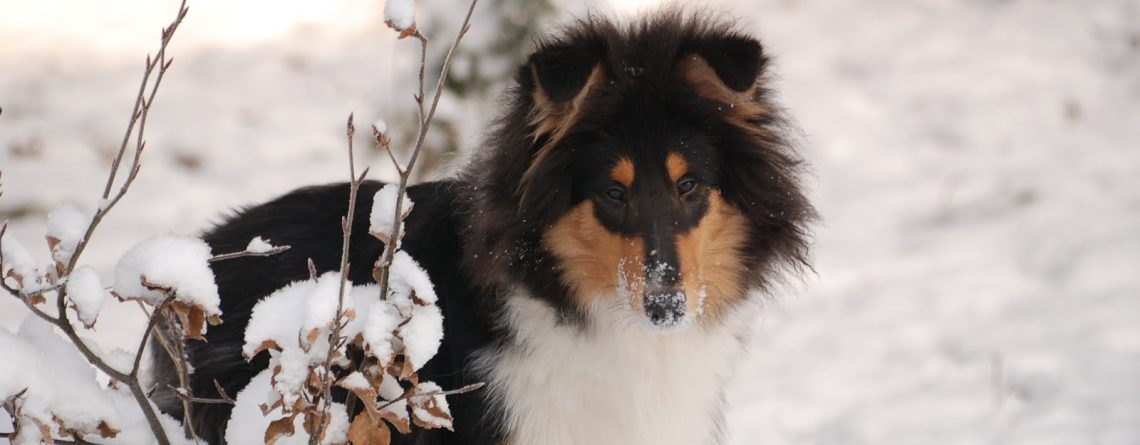 Hundkurser hos CSiGORA i Lammhult