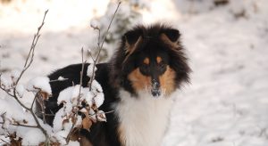 Hundkurser hos CSiGORA i Lammhult