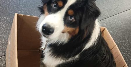 Hunden är ingen bugg