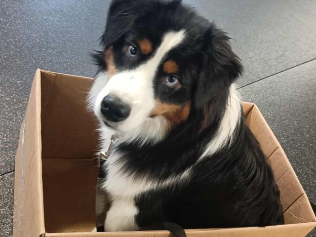 Hunden är ingen bugg