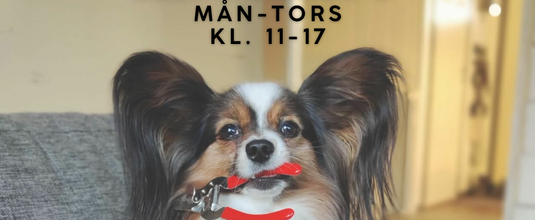 Kloklipp hund drop in i Lammhult