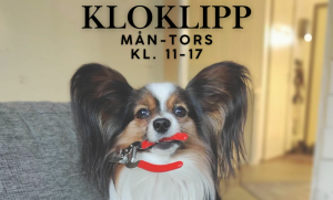 Kloklipp hund drop in i Lammhult