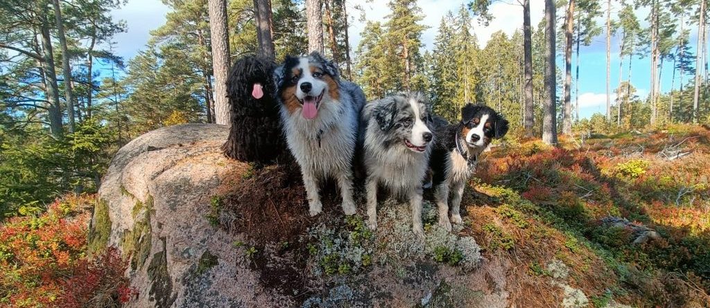 Hundkurser hos CSiGORA