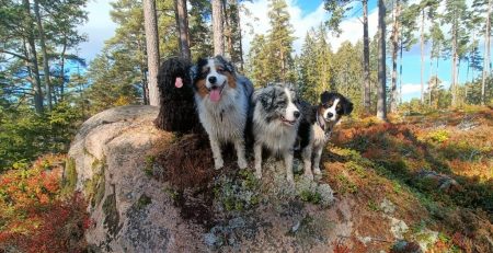 Hundkurser hos CSiGORA