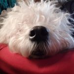 Prova på nosarbete med din hund