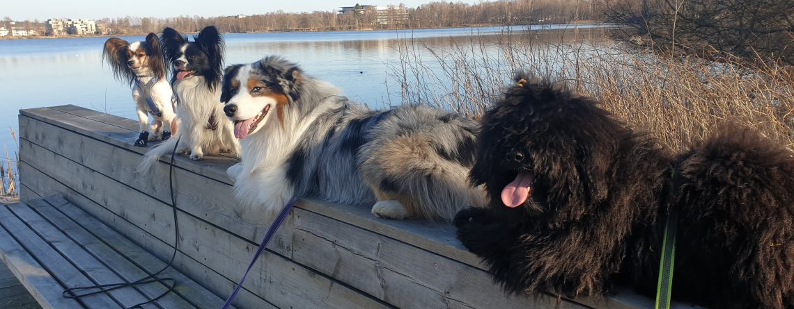 Vad menas med dominans?