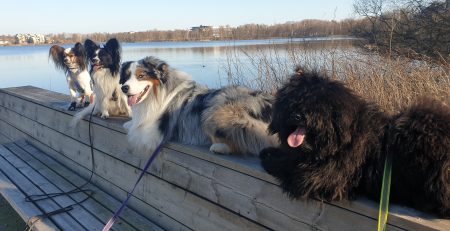 Vad menas med dominans?