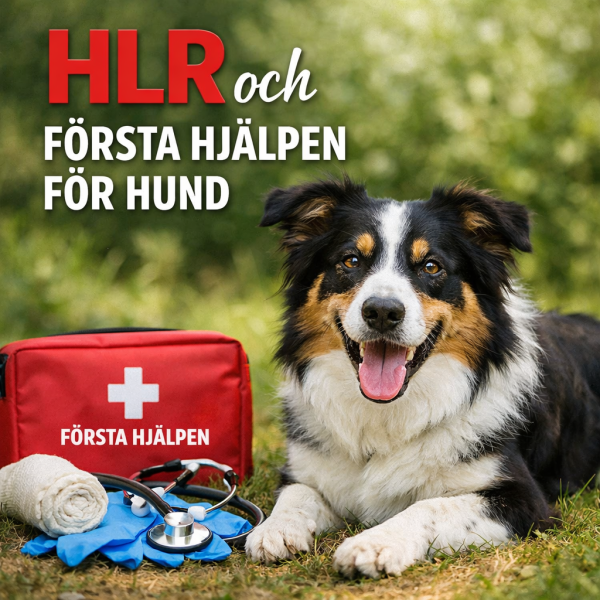 HLR och första hjälpen för hund