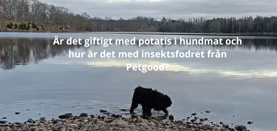 Är det giftigt med potatis i hundmat och hur är det med insektsfodret från Petgood