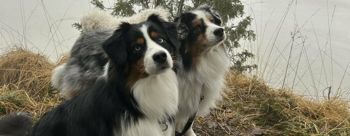 Hundens röst - tredje vågens hundsyn