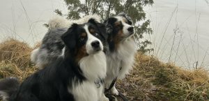 Hundens röst - tredje vågens hundsyn