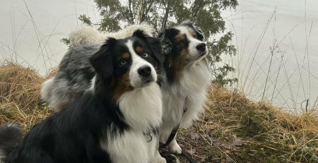 Hundens röst - tredje vågens hundsyn