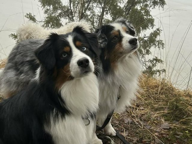 Hundens röst - tredje vågens hundsyn