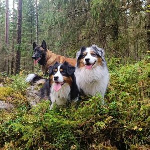 Arrangerad hundmötesträning