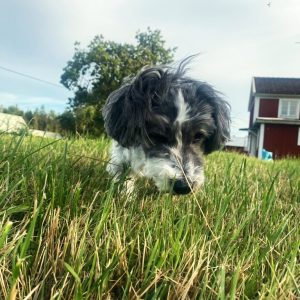 Träningspass i nosework