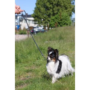Biothane Utställningskoppel - Bild 2
