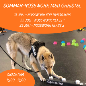 Sommar-nosework i Lammhult med Christel