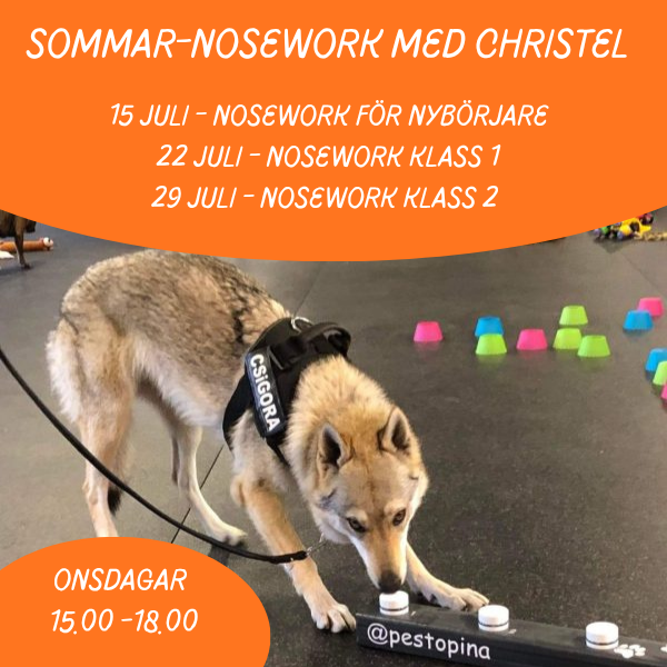 Sommar-nosework i Lammhult med Christel