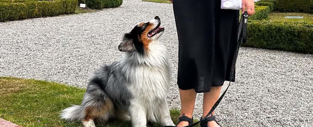 Skapa kontakt med hunden