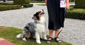 Skapa kontakt med hunden