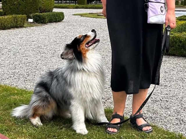 Skapa kontakt med hunden