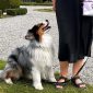 Skapa kontakt med hunden