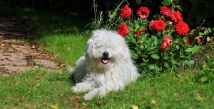 Hundträning elller kommunikation