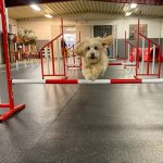 Hund som hoppar över agilityhinder