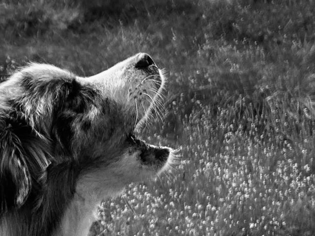 När de små blir färre