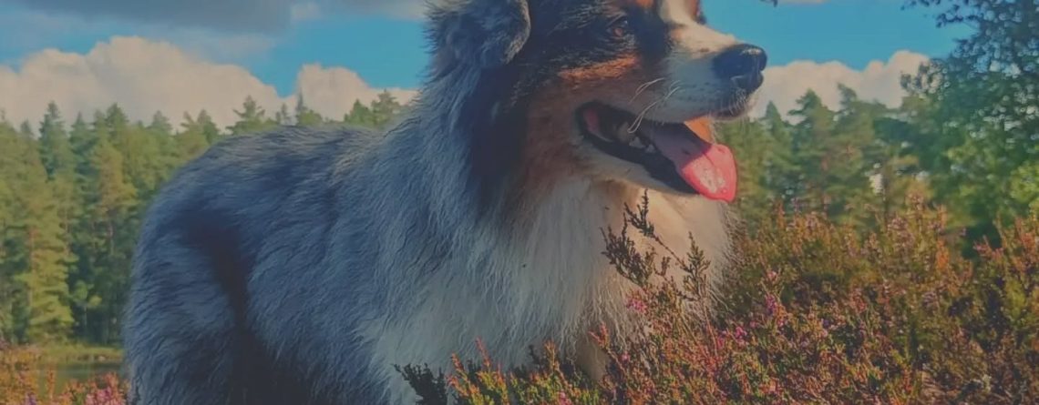 Hundsyn genom historien
