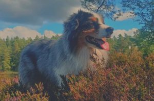 Hundsyn genom historien