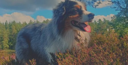 Hundsyn genom historien