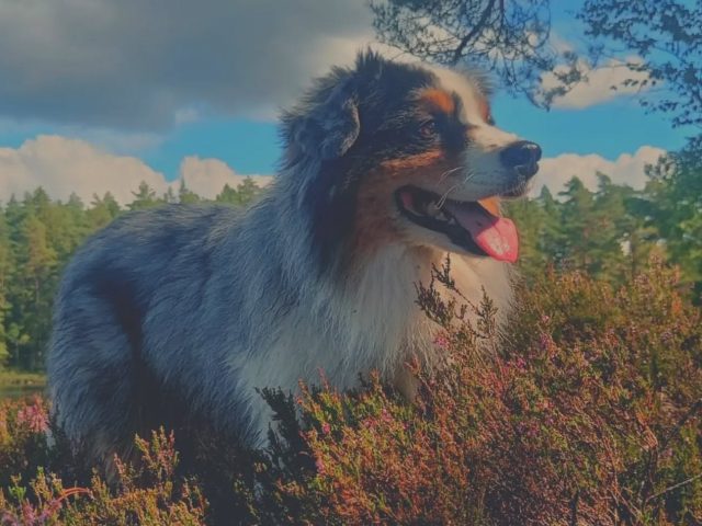 Hundsyn genom historien