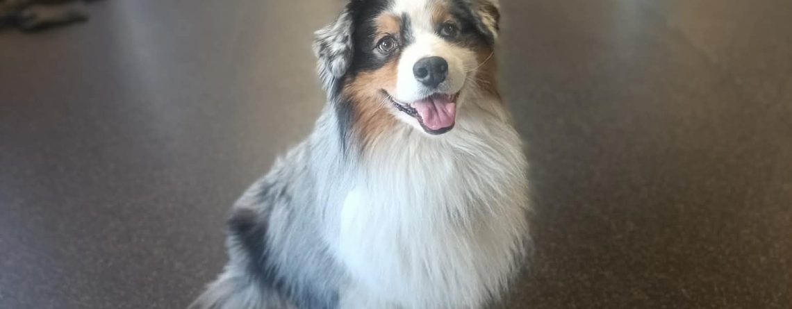 Australian shepherd i CSoGORAs inomhushall