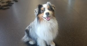 Australian shepherd i CSoGORAs inomhushall