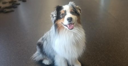 Australian shepherd i CSoGORAs inomhushall