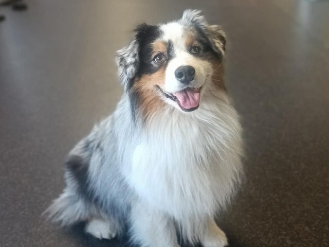 Australian shepherd i CSoGORAs inomhushall