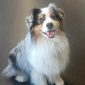 Australian shepherd i CSoGORAs inomhushall
