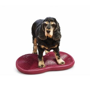 Dubbeldisk 55 cm är balansredskap för hund med en cocker spaniel på