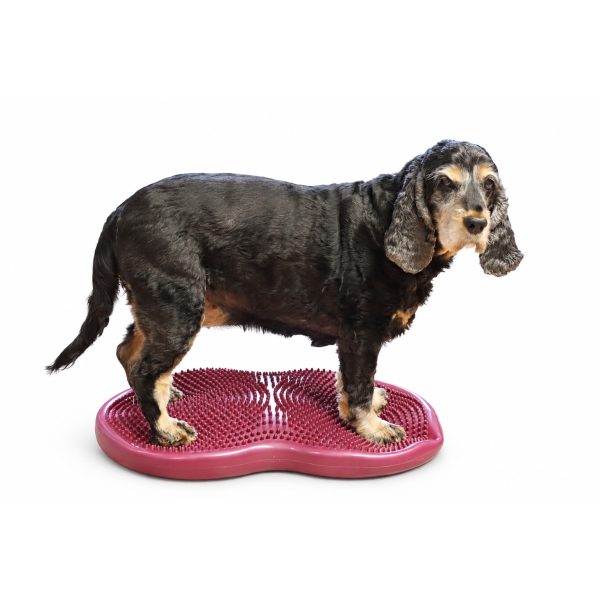Dubbeldisk 55 cm är balansredskap för hund med en cocker spaniel på